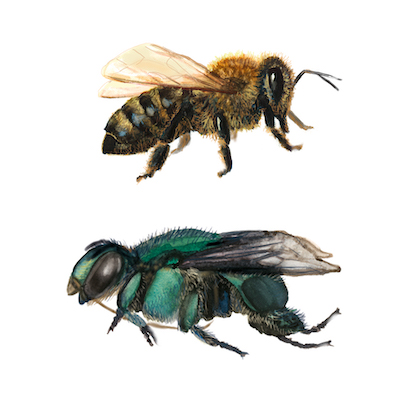 Aquarell illustration Bee watercolor