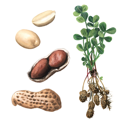 Aquarell illustration peanuts plant non fiction children’s book